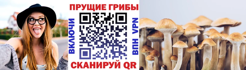 Купить  Нефтекумск  Галлюциногенные грибы Psilocybine cubensis 